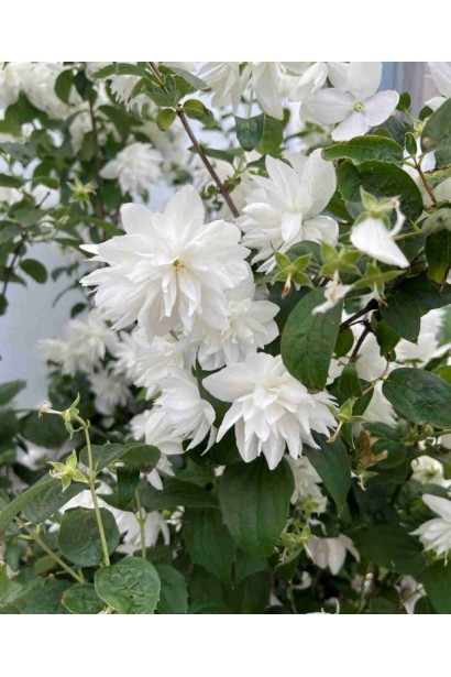 Чубушник вінцевий Перлини Парфуму